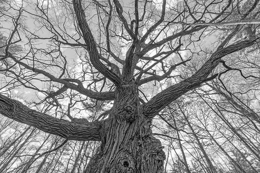 ancient oak tree