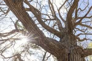 Ancient Oaks Trail makes for ideal early spring jaunt