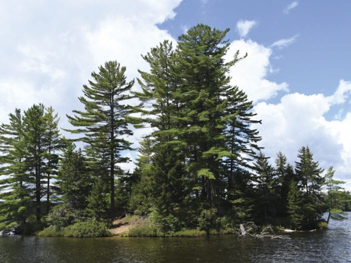 St Regis pond