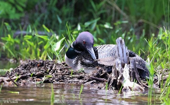 Adirondack loon center awarded oil spill funds