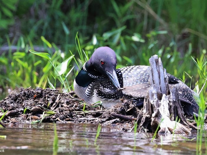 common loon