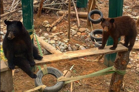 escaped black bears