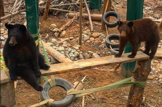 Update: Escaped bear returns to Wilmington refuge