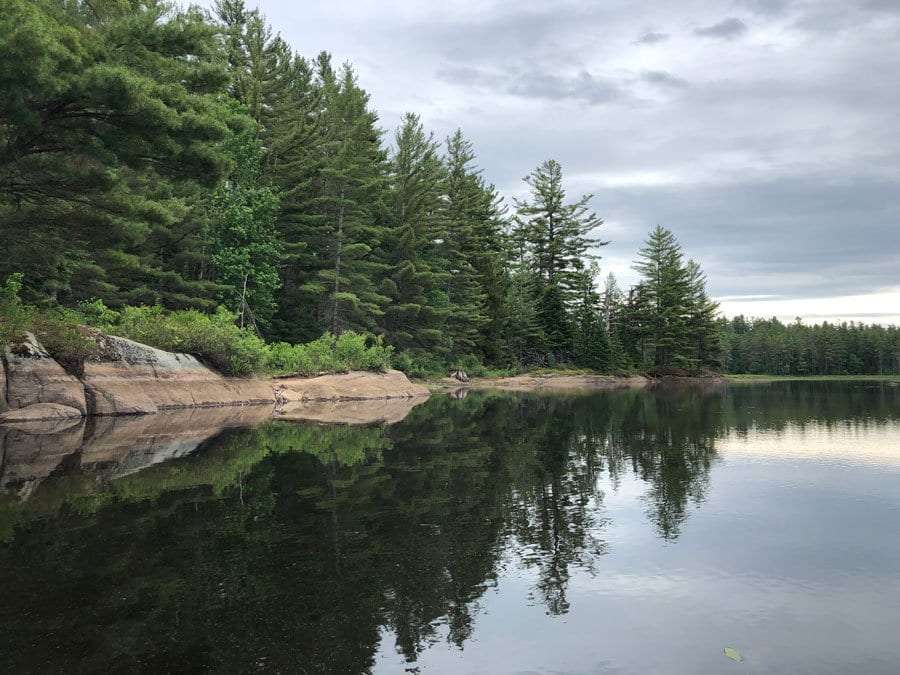 bog river shoreline