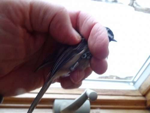 oldest recorded chickadee