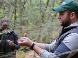 hemlock woolly adelgid