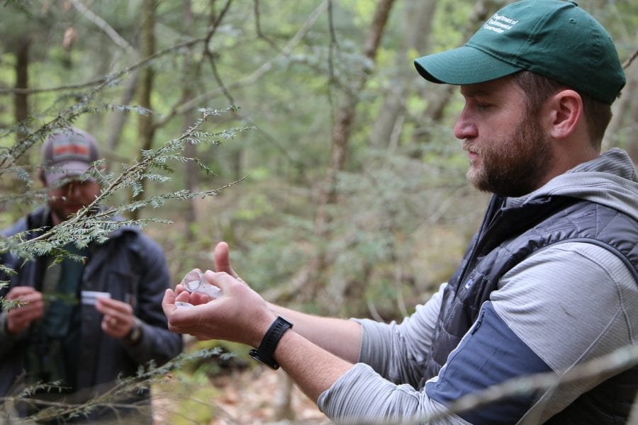 hemlock woolly adelgid invasive species