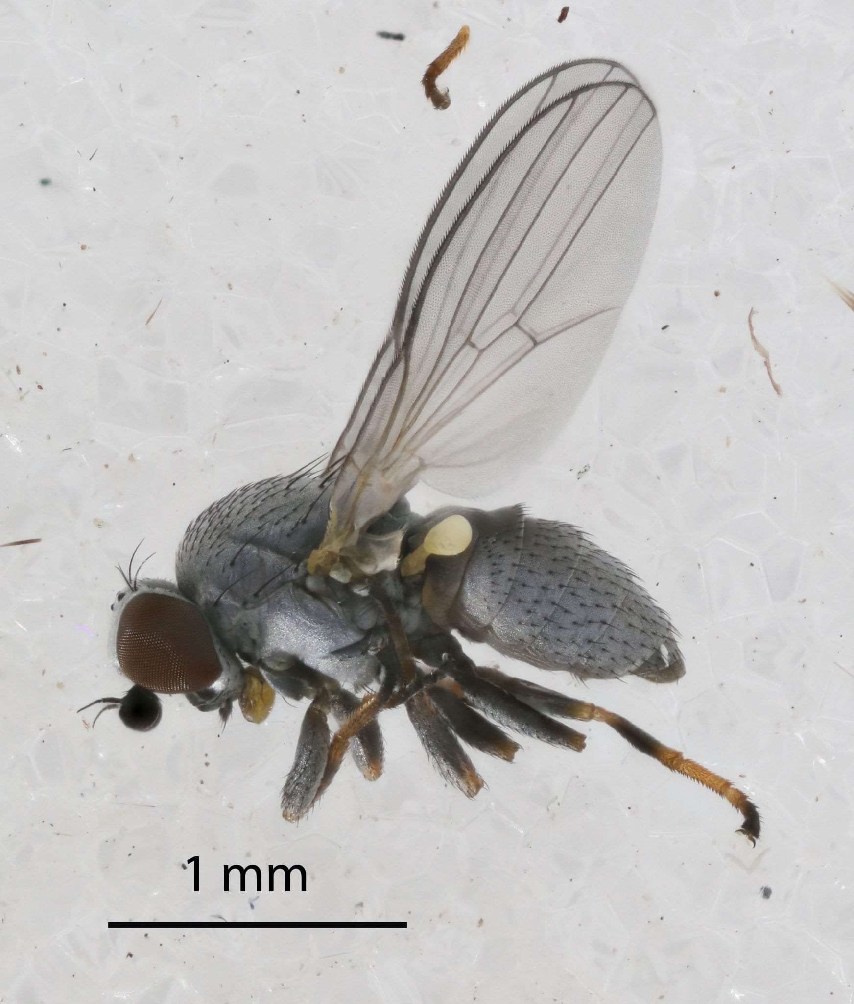 hemlock woolly adelgid eating insect