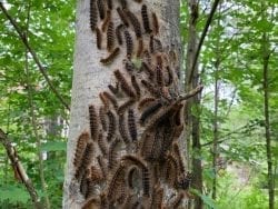gypsy moth caterpillars