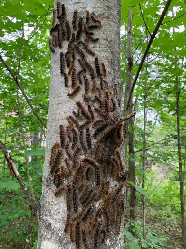 gypsy moth caterpillars