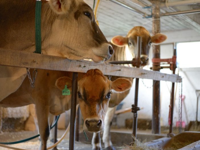 dairy month and cows