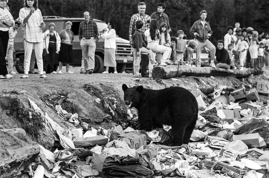 bear at dump