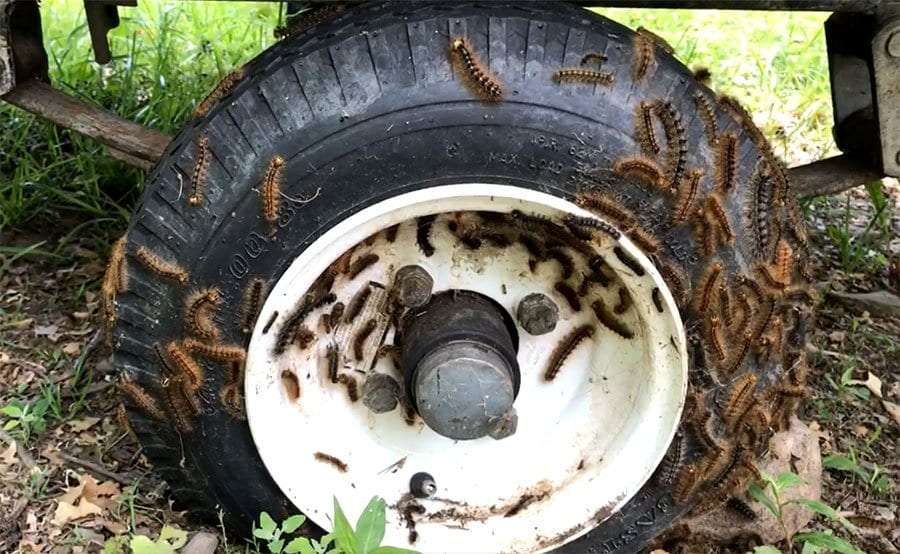 gypsy moth caterpillars on a tire