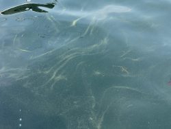 harmful algal bloom