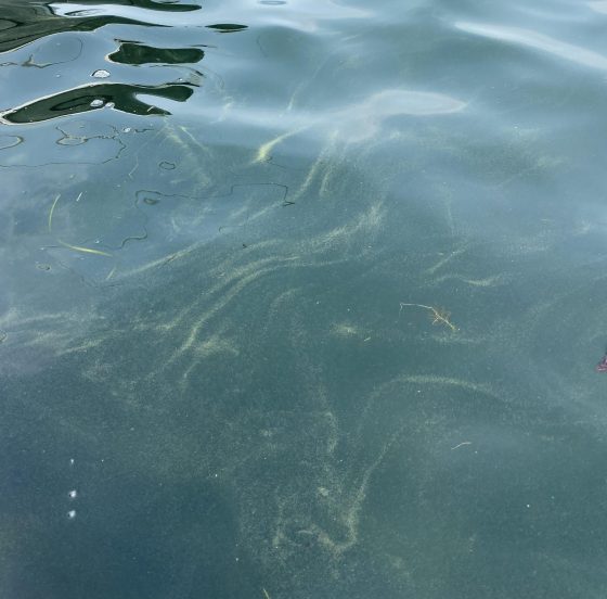 Another harmful algal bloom spotted on Lake George in October