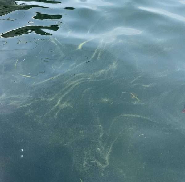 harmful algal bloom