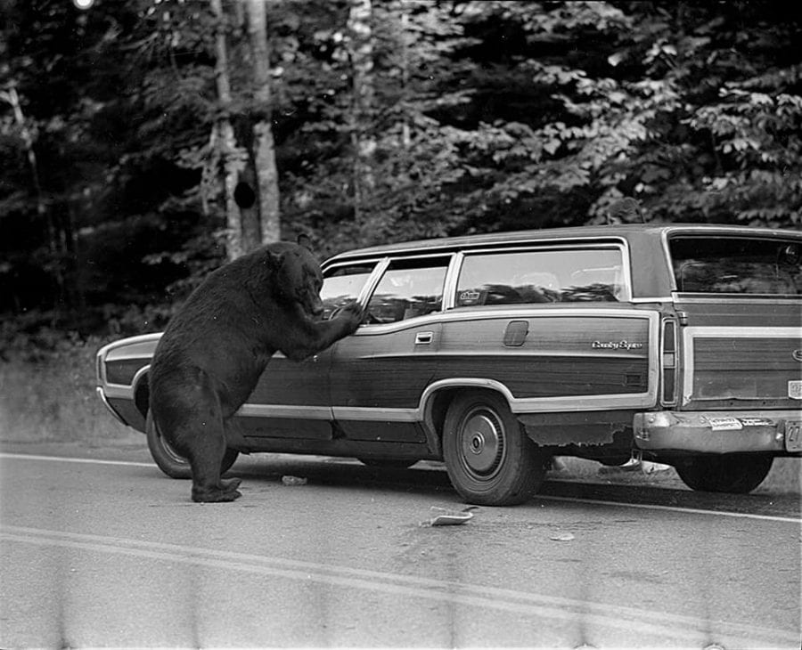 bear at the dump