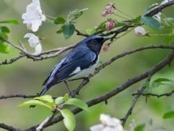 Black-throated blue warbler