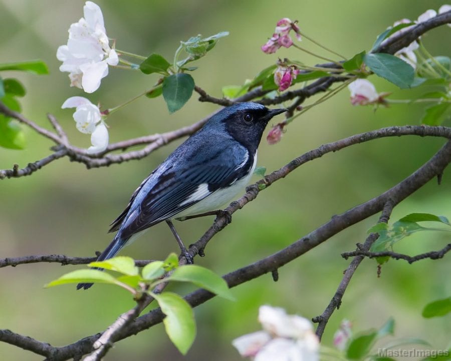 Black-throated blue warbler bird