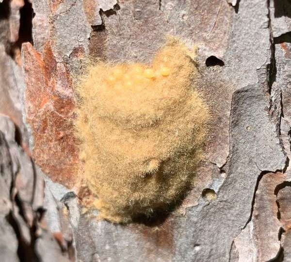 gypsy moth egg mass close up