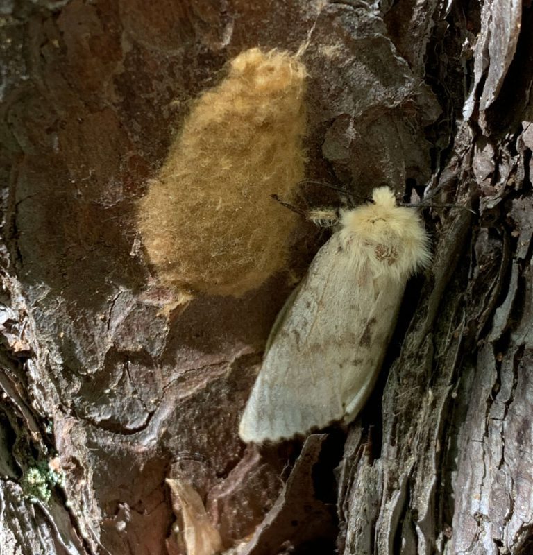 female gypsy moth and egg mass