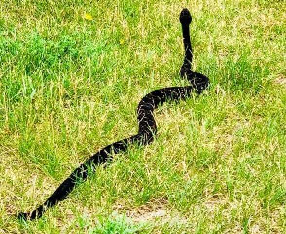 timber rattlesnake