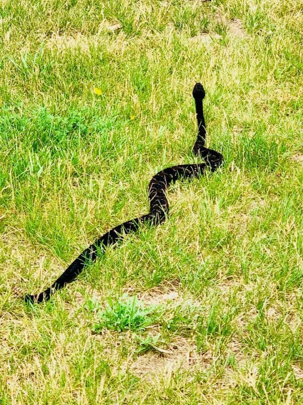 timber rattlesnake