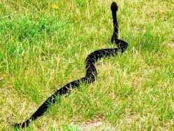 timber rattlesnake