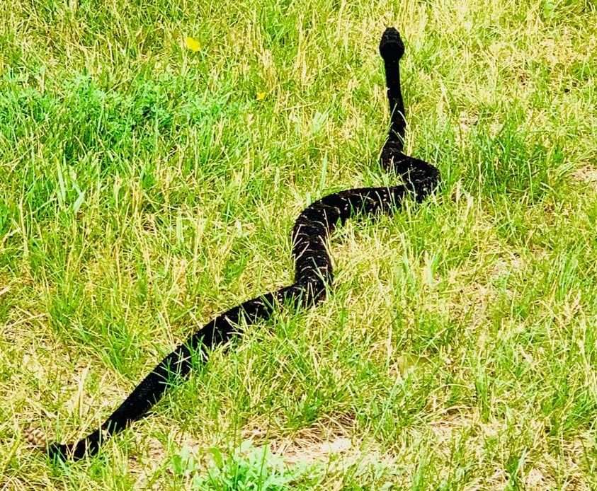 timber rattlesnake