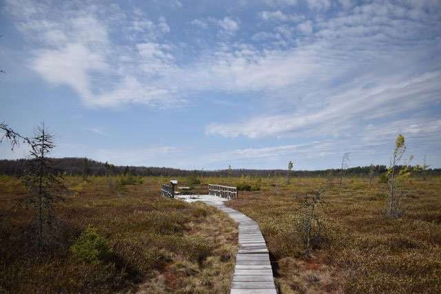 boardwalk at Massawepie Mire