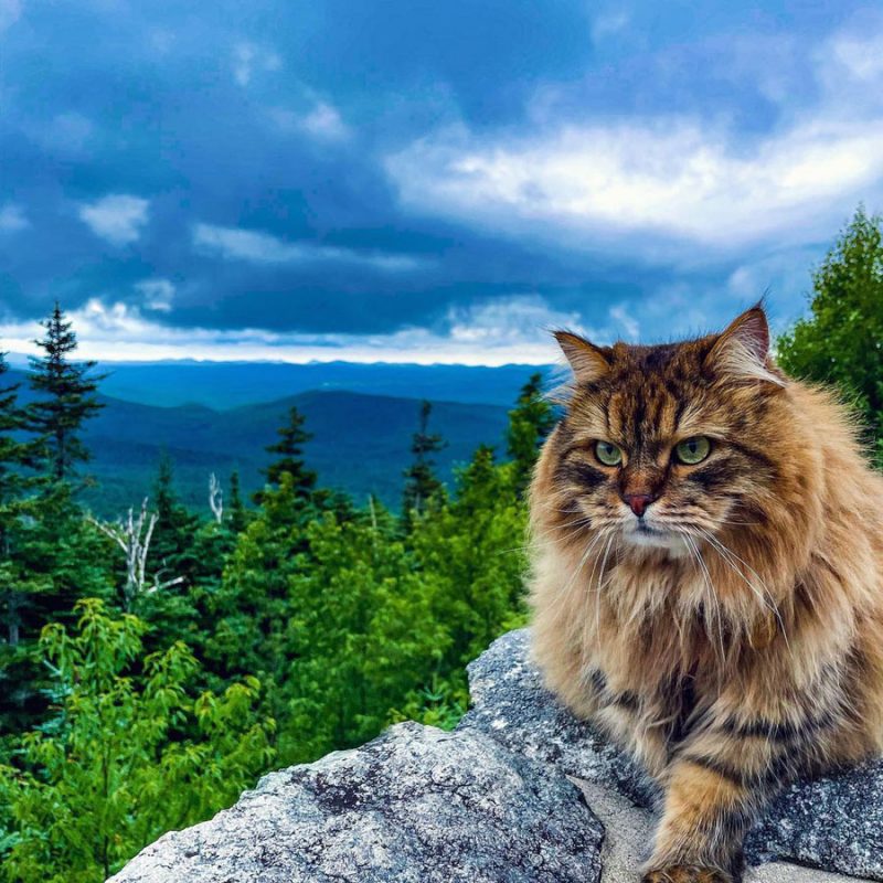 hiking cat