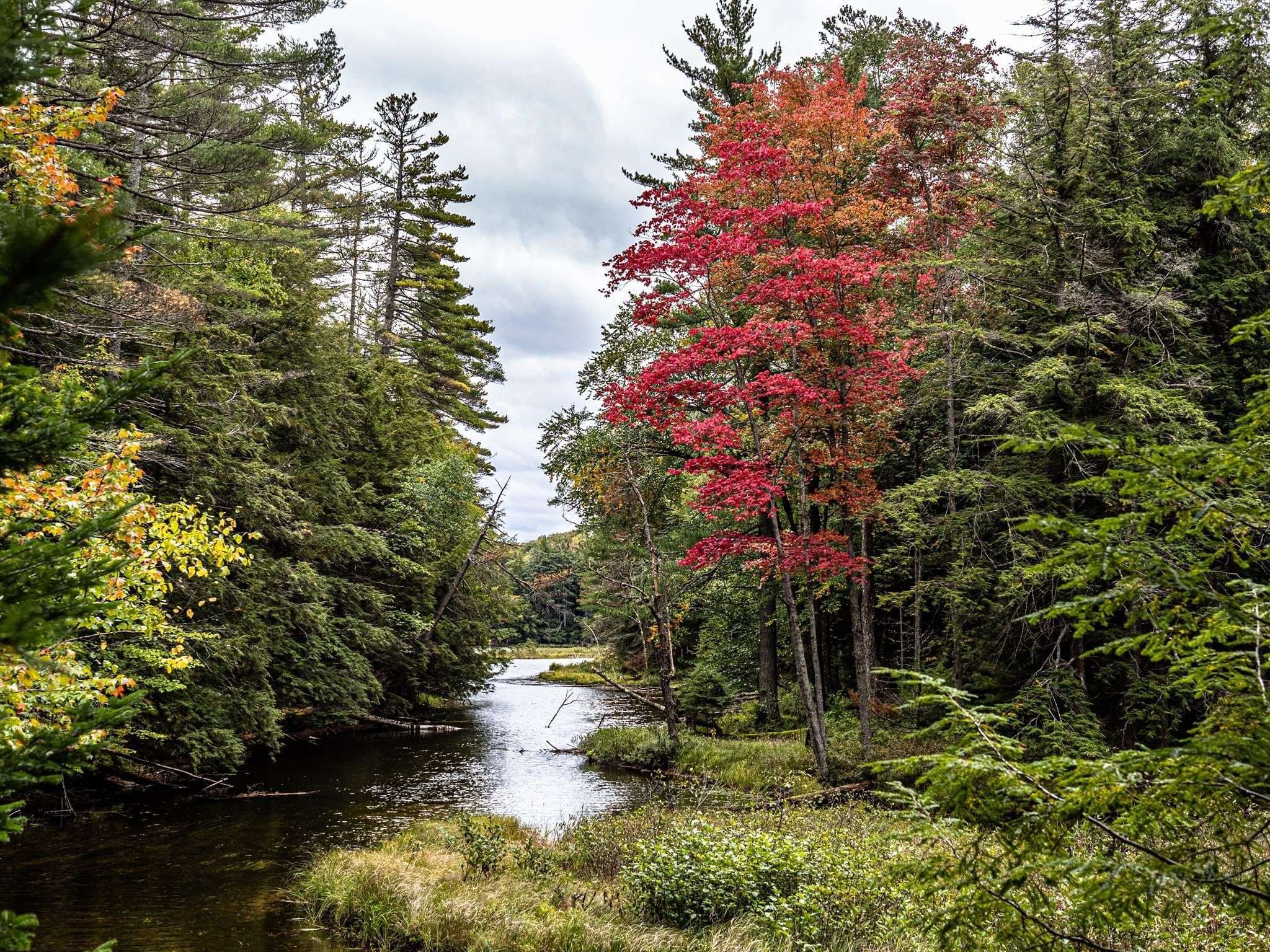 fall foliage