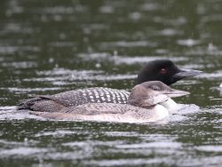 juvenile loon caught in fishing line