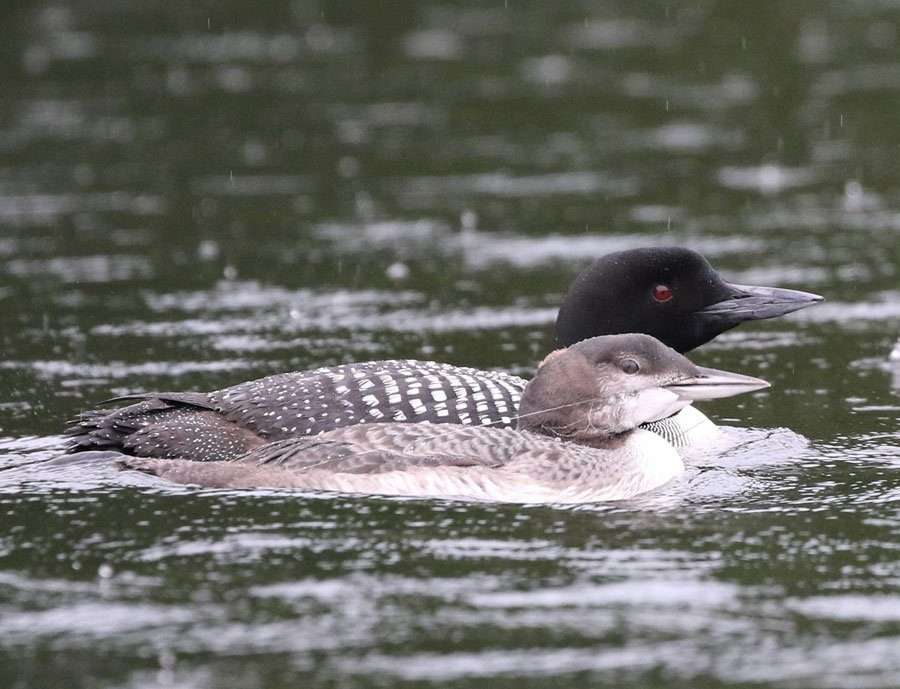 juvenile loon caught in fishing line