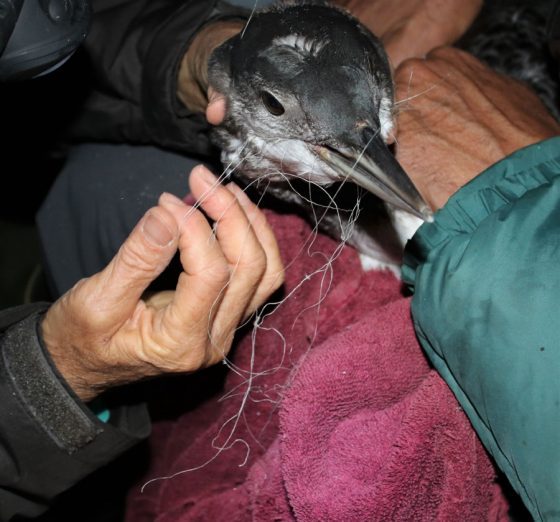 loon rescue