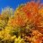 Leaf peeping in Adirondacks should be colorful in next few weeks
