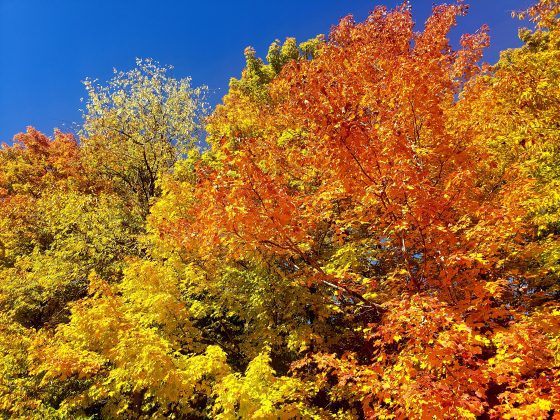 Leaf peeping in Adirondacks should be colorful in next few weeks