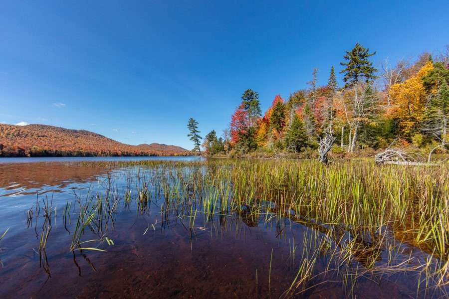 fall foliage