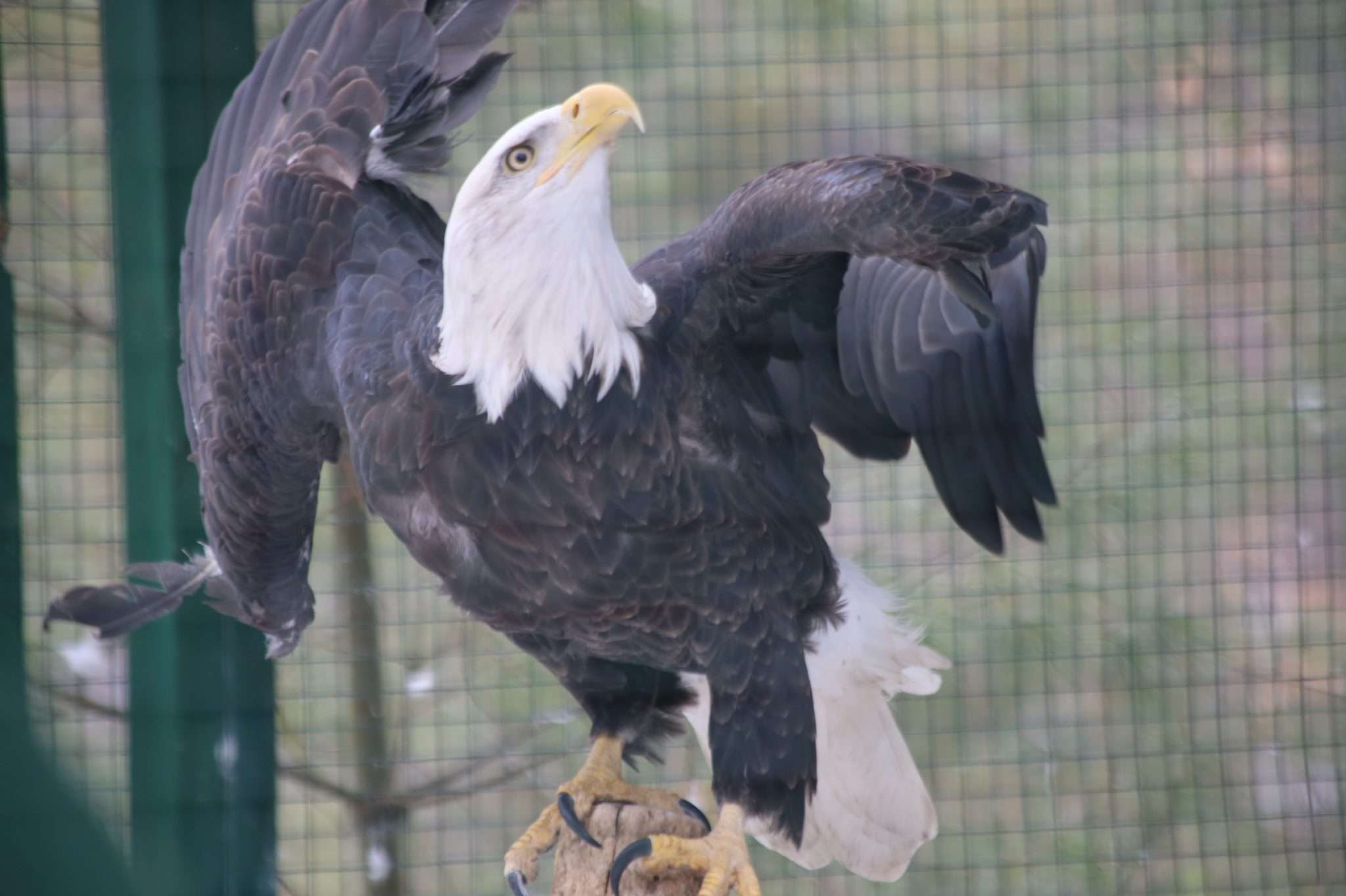 bald eagle at wildlife refuge