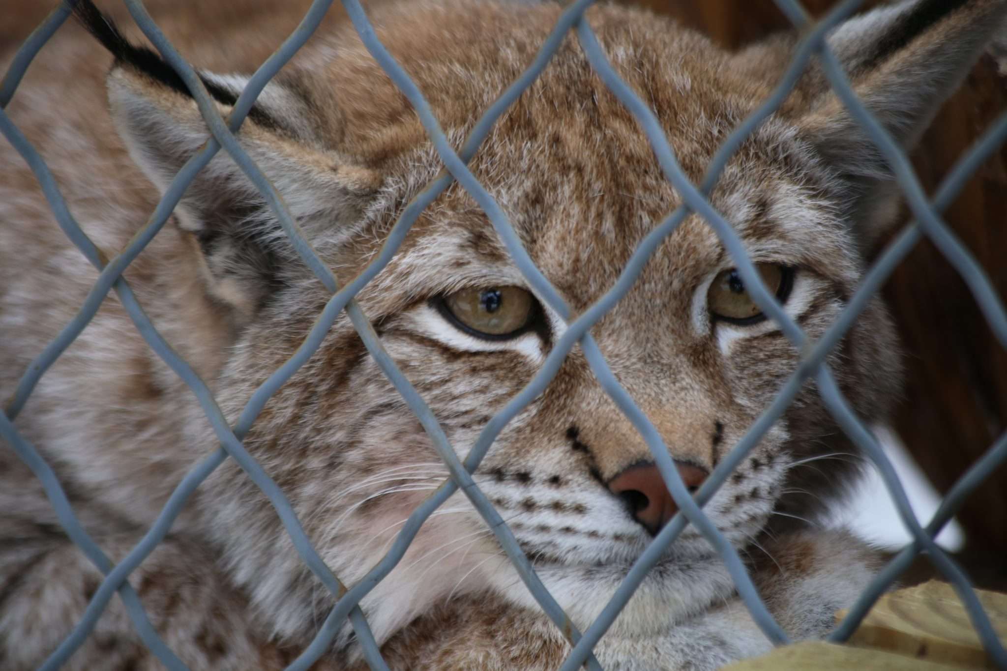 bobcat at wildlife refuge