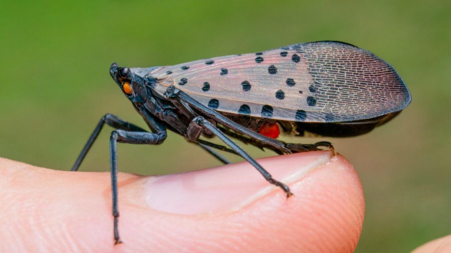 spotted lanternfly