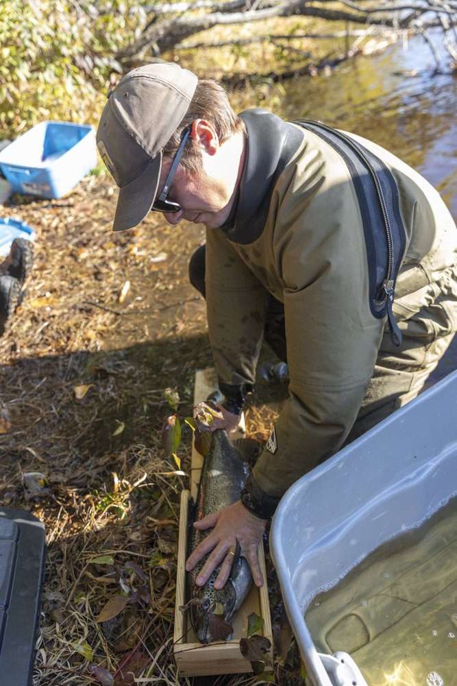 Saranac River salmon