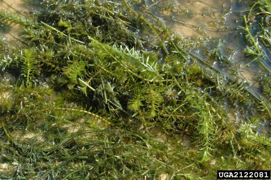 hydrilla