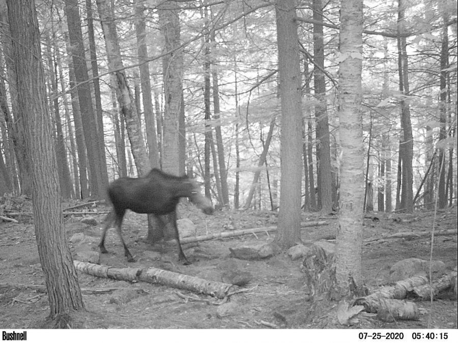 moose trail cam