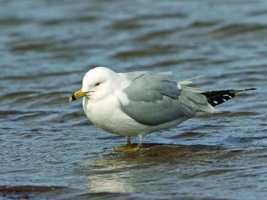 ring billed gull