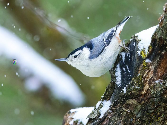 nuthatch
