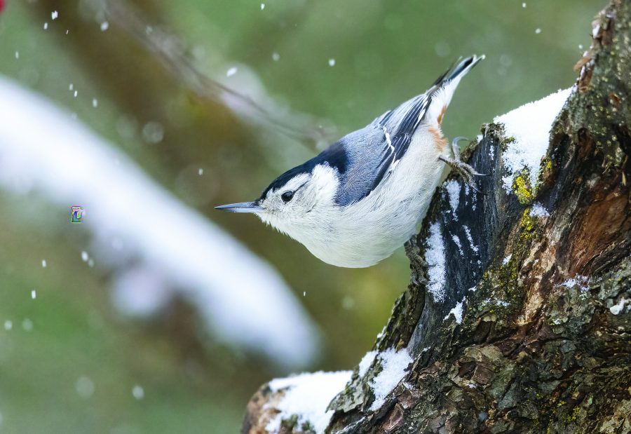 nuthatch