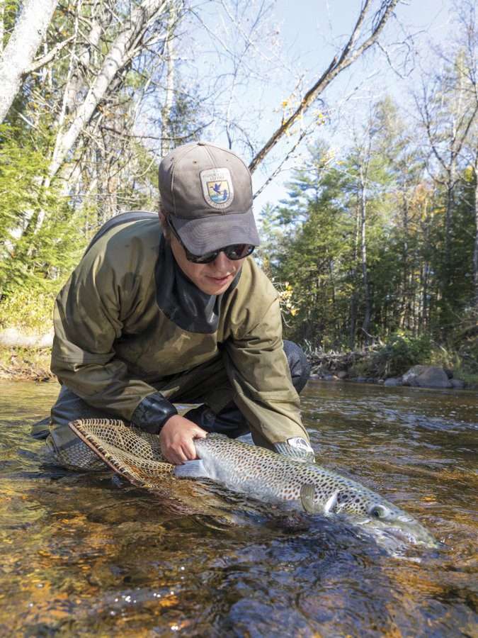 salmon study