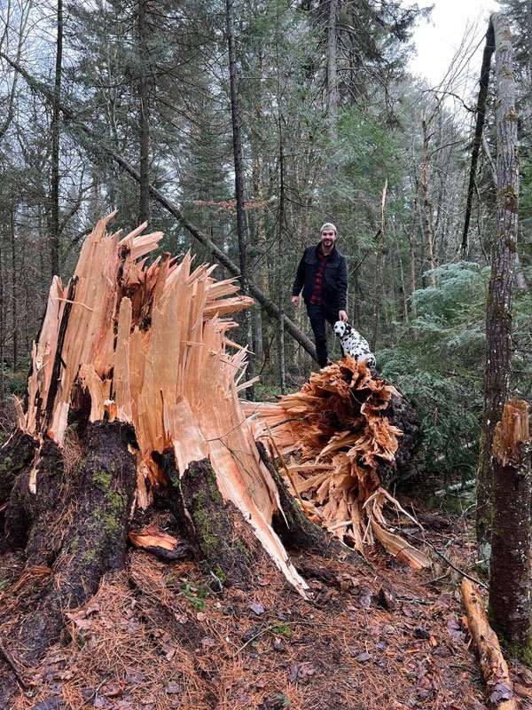 Fallen white pine
