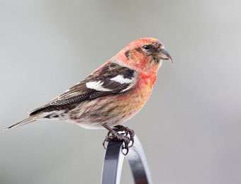 white winged crossbill